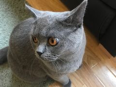 猫猫！-壹人壹像工作室(购物公园店)