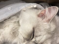 -瑞派康怡24h宠物医院·犬猫医疗中心·微创绝育(瑞景分院)