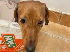 -Let's go狗咖·猫咖·奶狗·桌游(春熙路IFS店)