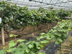 -马陆小张葡萄园农家乐