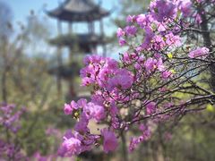 -喇叭沟原始森林公园