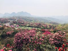 -贵州百里杜鹃风景名胜区