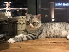 -吉丁鸟咖·异宠·寄养