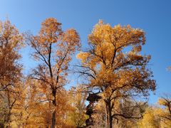 -金塔沙漠胡杨林景区
