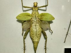 -上海昆虫博物馆