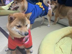-逗柴咖啡屋·狗咖猫咖宠物桌游