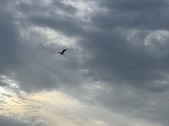 -盐城丹顶鹤湿地生态旅游区