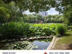 -陈家山荷花公园