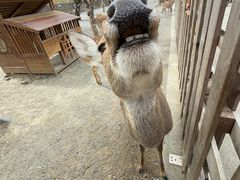 -鹿境梅花鹿生态园区