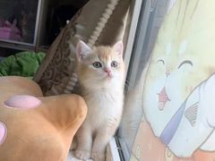 -欣宠猫屋·矮脚拿破仑·蓝金金渐层