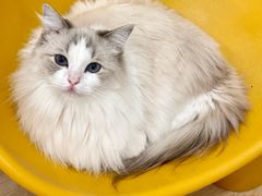 -有喵·猫咖·狗咖·40+猫狗有小奶狗(岗厦店)