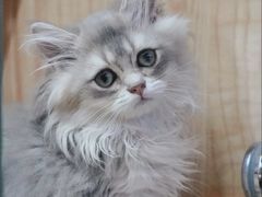 -山宅一喵德文卷毛猫舍