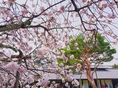 -醍醐寺