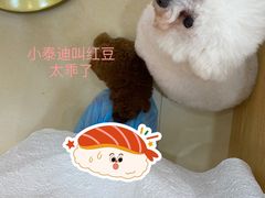 -喵宠乐园·撸猫互动·猫舍