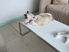 -怪兽屋·羊驼·猫咖·狗咖(俊华广场店)