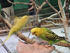 -上海大自然野生昆虫馆(东方明珠·爬宠昆虫探索中心)