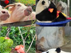 -海南热带野生动植物园
