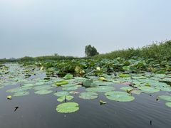 -白洋淀风景区