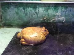 -上海大自然野生昆虫馆(东方明珠·爬宠昆虫探索中心)