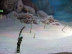 -暹罗海洋世界