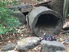 -可伦宾野生动物保护区