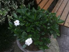 -旅马餐厅(茅家埠店)