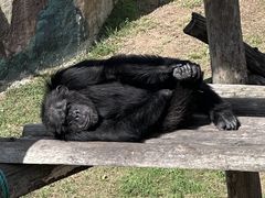 -西霞口神雕山野生动物世界