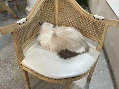 -共舞时光猫咖·狗咖(新街口店)
