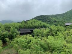 -大唐贡茶院
