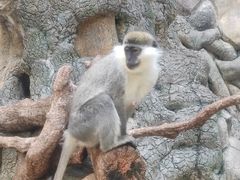 -泉州海丝野生动物世界