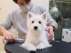 -momokira米努特·德文卷毛猫·棉花面纱犬