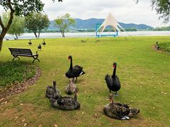 -长兴太湖图影湿地文化园