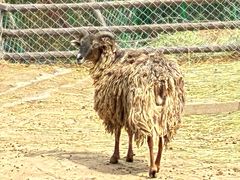 -青藏高原野生动物园