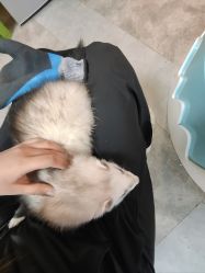 -神奇动物撸宠馆·羊驼·小浣熊·异宠(豫园店)
