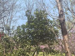 -雨花胜境