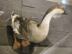 -春记潮汕牛肉火锅