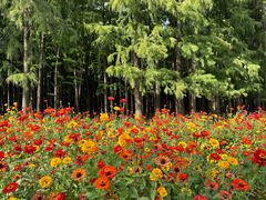 -上海共青森林公园