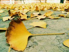 -四川大学(华西校区)