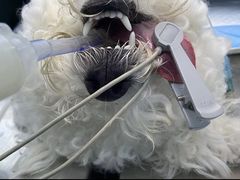 -关爱宠物医院·猫科中心·消化科(滨湖万达分院)