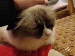 -猫色咖啡·猫咖