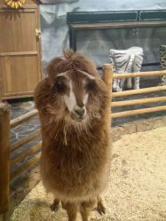 -Zoolung Zoolung动物主题公园(海信广场店)