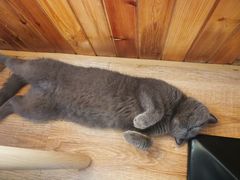-猫的茶·猫咖