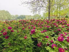 -洛阳市隋唐城遗址植物园
