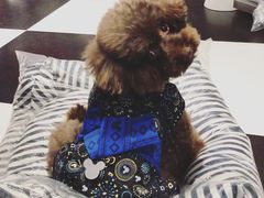 -Oh My Dog宠物沙龙(伊珊娜皮毛护理店)