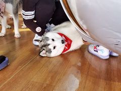 -Husky Go! 哈士奇体验馆·宠物咖啡厅狗咖