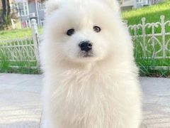 -北京京卫宠物寄养训练中心