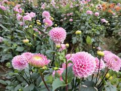 -凉都花海温泉旅游度假区