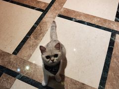 -猫色咖啡·猫咖