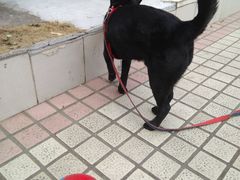 -暖阳宠物医院·犬猫康复中心·骨科