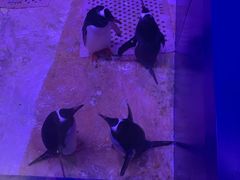 -暹罗海洋世界